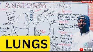 Lungs Anatomy Made Easy: Structure, Function, and Health Insights