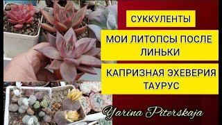 Суккуленты.  Мои литопсы. Линька. Капризная эхеверия Таурус.