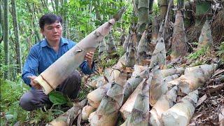 Harvesting giant bamboo shoots and picking jackfruit. Robert | Green forest life