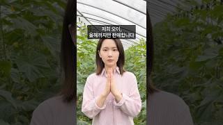 저희 오이, 올해까지만 판매합니다