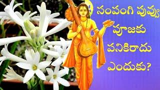 why sampangi flower not useful for puja @spirtualtube