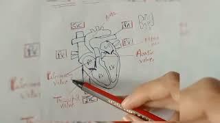 Anatomy of Heart||Blood circulation||#anatomyofheart #nursingvideo #shorts