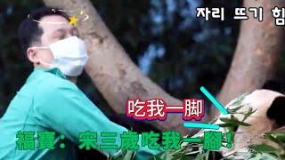 福寶：宋三歲吃我一腳！   |大熊猫福宝 판다푸바오 #animals #panda