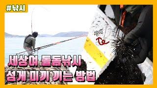 세상여 돌돔낚시 채비 성게 미끼 끼는 방법rock bream Fishing(イシダイ)