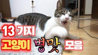 고양이 병맛 모음 : 병맛 고양이 예능 7편 | 고양이 산책