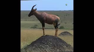 Africanwildlife |African Safari #Africanwildlife #youtubeshorts #viral