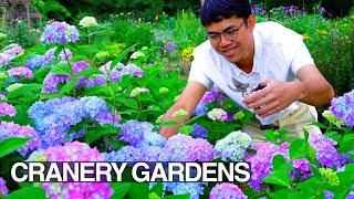 Beautiful Perennial Cut Flower Garden Tour: Early Summer