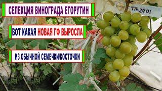 Селекция винограда. Егорутин. Какая ГФ может вырасти из обычной косточки/семечки винограда?