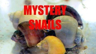 Apple Snail-friend or foe??