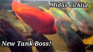 Male Midas Cichlid (14 inches) Becomes The New Tank Boss