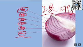 5: 面部美学解析 | 5: Facial Aesthetic Analysis