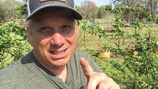 BLACKBERRIES IN CONTAINERS  Year THREE!