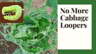 Defend Your Garden: Natural Methods to Control Cabbage Loopers And Cabbageworms