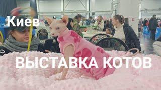 КИЕВ.ВЫСТАВКА КОТОВ - любуемся, мурчим, играем‍⬛#выставкакошек #cat