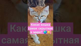 Какая кошка самая скрытная в мире?  #вмиреживотных #животные #shorts