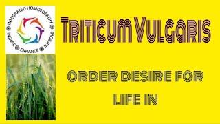 Triticum Vulgaris : new age grass remedy by INTEGRATED HOMOEOPATHY