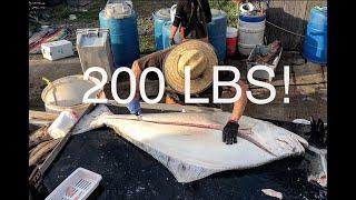 200lb Halibut Fillet Under 4 Minutes