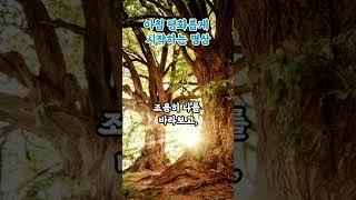 아침 평화롭게 시작하는 명상 부처님말씀|아침명상|마음챙김|수행|아침수행|감성명상|불교명언|부처님가르침|등불편지|영적성장|불교오디오북