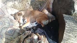 Brown Stray dog gave birth to five babies | Episode 1 | Mountain Village | Autumn #trending #youtube