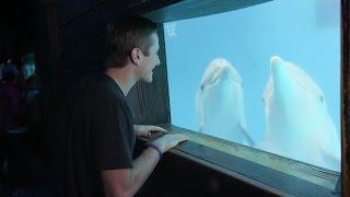 Visiting Clearwater Marine Aquarium - Know Before You Go - Spring Update