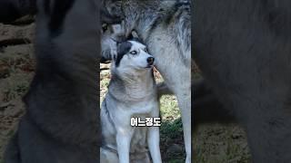 허스키와 늑대의 크기 차이 체감