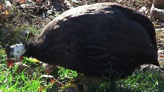 Morka／morkača／misirka／ćubasta biserka│Guineafowl／Pet Speckled Hens／Original Fowl│Beo zoo vrt 180