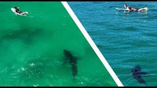 Best Footage of Great White Sharks Near Surfers (2023) 4K