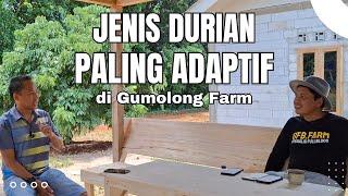 REVIEW HASIL PANEN !! JENIS DURIAN APA YANG PALING ADAPTIF DI GUMOLONG FARM ??