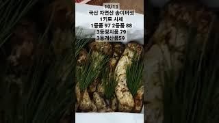 10/11 국산 자연산 송이버섯 가격 #송이버섯가격 #송이버섯파는곳