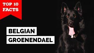 Belgian Groenendael - Top 10 Facts