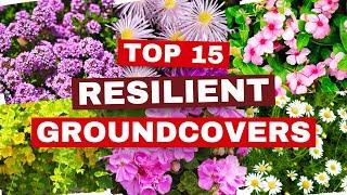 15 TOUGH Groundcovers That Can SURVIVE Anything!  They Can HANDLE It ALL! 