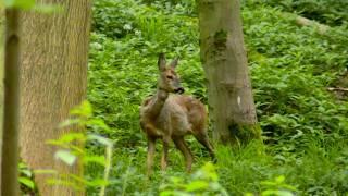 1 Hour of Rare Creatures and Hidden Histories of Britain’s National Parks