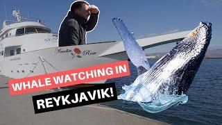 Whale Watching In Reykjavik On A Yacht! - Sea Trips Amelia Rose