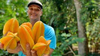 Growing 10 Different Varieties of Starfruit Carambola!  Which Is The Most Delicious?