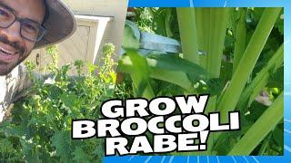 Discover the Tender and Tasty Broccoli Rabe!