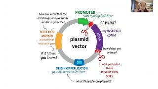 Molecular cloning overview - techniques & workflow