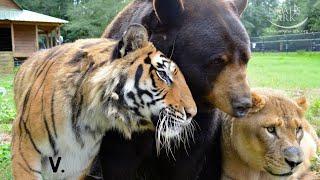 Tiger, Bear and Lion Live Together As Friends - Best of "The BLT" Trio