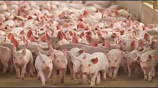 34,2 Million Farm Animals In America Are  Raised This Way - America Farming Documentary