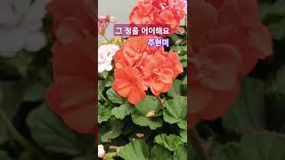 그정을어이해요 #주현미 구독&좋아요 #스타일스타 #shorts