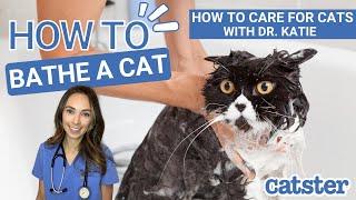 Vet explains how to bathe a cat