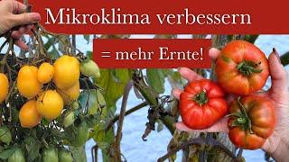 Mehr Ernte & gesündere Pflanzen - So wichtig ist das richtige Mikroklima für deinen Garten!