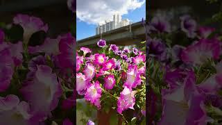 지하철 역과 하천이 연결되어 있다면? #seoul #청계천 #용답역