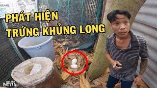 Phát hiện trứng Khủng Long tại Trại Cá Nghĩa Hiền và phản ứng của Anh Nhí Betta