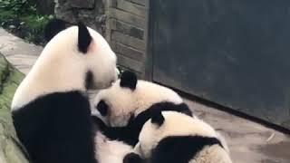 19.5.30Mother Jinxin breastfeeding at her cubs (Niannian and Zhilu) .錦心正在給她的大熊貓幼崽念念和知路喂奶熊貓樂園 panda