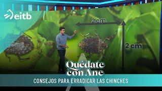 Consejos para erradicar las chinches apestosas de nuestras casas