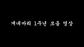 개네마리 1주년 기념 모음 영상