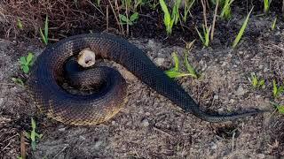 DoD PARC Species Profile Video Series: Episode 1-Cottonmouths