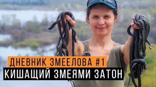 Ловим змей в Змеином затоне - Дневник змеелова #1 / Ученый - змеелов