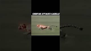 Cheetah fails to hunt #trending #viralvideo #cheetah #animals #gazelle #youtubeshorts #shorts