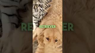 ¡Crió a unos TIGRES!/#animales #reflexiones #refugiodeanimales #rescate